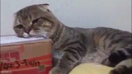 절대 뺏길 수 없다..택배 깡패 고양이