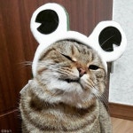 절대 뺏길 수 없다..택배 깡패 고양이