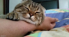 절대 뺏길 수 없다..택배 깡패 고양이