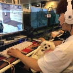 PC방에 강아지 데리고 가 본 사람, 손!