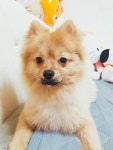 오빠 차 뽑았다 널 데리러 가..옆집 아가 울린 강아지 
