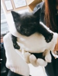 천장서 떨어진 아기 고양이, 사무실 벽뚫고 구조한 직원들