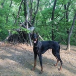 물이 무서운 40킬로 겁쟁이 댕댕이 