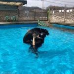 물이 무서운 40킬로 겁쟁이 댕댕이 