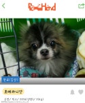 쓰레기장에 버려졌던 강아지의 견(犬)생역전