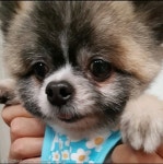 쓰레기장에 버려졌던 강아지의 견(犬)생역전