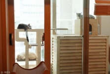 고양이가 햇빛을 쬐는 결정적인 이유