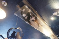 어느 날 불쑥 찾아온 행복, 삼색이