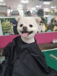 미용 가운을 두른 강아지..목욕 두 번 안 시켜도 돼요!