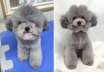애견미용 장인 손길 거치면..“강아지개? 인형이개?”
