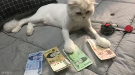 돈맛을 알아버린 냥이..1000원은 집사가 가져!