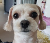 네모빔을 맞았어요! 우리집 강아지는 멈뭄미