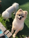 여긴 몰랐을걸? 반려견과 함께 떠난 이색 신혼여행