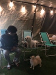 여긴 몰랐을걸? 반려견과 함께 떠난 이색 신혼여행