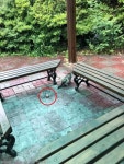 참수 당한 채 발견된 고양이 머리..캠퍼스 발칵