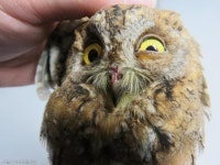 서울야생동물센터 1주년..어미 잃은 새끼 구조가 제일 많아