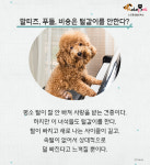 가을과 함께 날리는 털..멍뭉이는 털갈이中