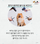 가을과 함께 날리는 털..멍뭉이는 털갈이中