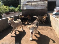 난생 처음 뜬장을 벗어난 강아지들의 표정