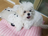 배고플 땐 사료 위, 산책은 가방 위!