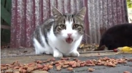 길고양이 돌볼 캣맘 공개채용한 마을