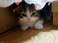 엄마, 형아가..냥냥늉늉 서서 말하는 고양이