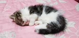 엄마, 형아가..냥냥늉늉 서서 말하는 고양이