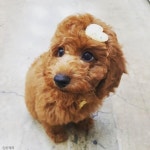 강아지 동생 장난감 꺼내주는 착한 고양이 언니