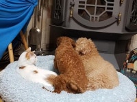 강아지 동생 장난감 꺼내주는 착한 고양이 언니