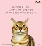 지나치게 몸을 핥는 고양이, 왜 그럴까?