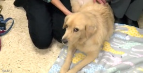 강아지 딸 신장 이식받아 목숨 구한 어미개