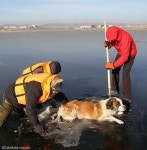 영하 10도 호수에 얼어 붙어 죽어가던 개