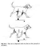 개와 고양이가 걷는 방법