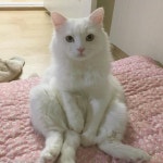 집사 쓰담쓰담 하던 개냥이, 정수리 때문에 돌변한 사연