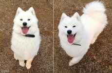 너무 신난 거 아냐? 호텔링 잘 받는 반려견에 질투 느낀 견주