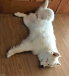 너무 신난 거 아냐? 호텔링 잘 받는 반려견에 질투 느낀 견주