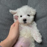 땅땅이 기분 좋아! 귀여운 강아지 사진에 쏠린 관심