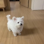 땅땅이 기분 좋아! 귀여운 강아지 사진에 쏠린 관심