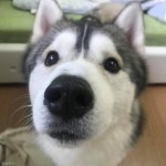 시끄럽다고 죽빵 날리는 허숙희 남매의 일상