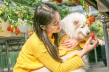 펫츠고트래블, 반려견과 함께 딸기농장으로~