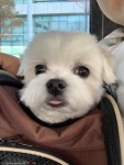 언니 따라 학교 다닌 강아지 졸업식도 함께..개근상도 받았개!