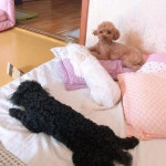 언니네 강아지가 저희 집 강아지들 쫓아냈어요..댕댕이판 주객전도