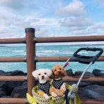 언니네 강아지가 저희 집 강아지들 쫓아냈어요..댕댕이판 주객전도