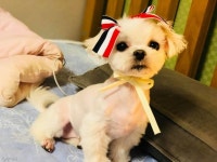 프로방해꾼 댕댕이의 만행..집사들이 공부를 못하는 이유  