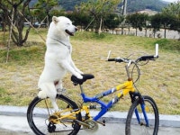 취미가 멍줍인 멍멍이..주인! 나도 동생이 필요하개!