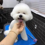 외출준비 셀프로 하는 개린이..가방 속으로 쏙!