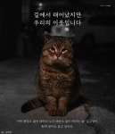 전국구 프로젝트가 된 길고양이 지하철 광고