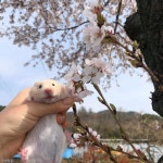 보지 마세요. 뱃살에 양보하세요 먹성 좋은 햄스터의 꽃나들이