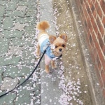 꽃비 맞는 꽃개의 귀여운 자태..누가 꽃이개?  