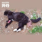 밥자리에 놓인 난자당한 어린 길고양이 사체 